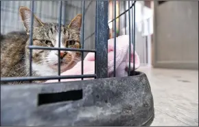  ?? (River Valley Democrat-Gazette/Hank Layton) ?? A cat named Freddie rests in its crate Thursday at the Fort Smith Animal Haven. Thanks to a gift of nearly 5 acres from the Arkansas Colleges of Health Education, the shelter will build a facility on the school’s campus to provide shelter for lost, abandoned and injured animals. Visit nwaonline.com/ photo for today’s photo gallery.