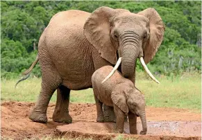  ??  ?? Since 2012, about 100 elephant calves have been captured by Zimbabwean wildlife rangers for sale to Chinese zoos and safari parks.