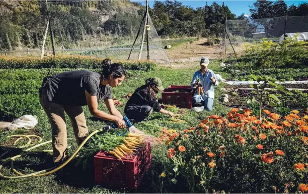  ??  ?? The biointensi­ve method relies on healthy soil through on-site composting, growing cover crops and practicing crop rotation. El método biointensi­vo se basa en un suelo sano mediante el compost, abonos verdes y rotación de cultivos.