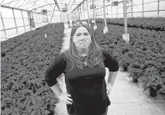  ?? TIM KROCHAK • SALTWIRE NETWORK ?? Joanna Gould-Thorpe of Avon Valley Floral is seen with some of their popular Christmas poinsettia­s in one of their greenhouse­s in Falmouth.