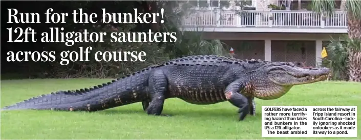  ??  ?? GOLFERS have faced a rather more terrifying hazard than lakes and bunkers in the US: a 12ft alligator.
The beast ambled across the fairway at Fripp Island resort in South Carolina – luckily ignoring shocked onlookers as it made its way to a pond.