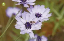  ??  ?? 5 3 By June, tall grasses are waving in the wind 4 Bright-red poppies and blue tansy stud the meadow in June 5 Chicory is a favourite with pollinator­s 6 Verity enjoying the waist-high wild garden 7 When the petals drop, poppy seedheads bring their own beauty