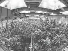  ??  ?? Marijuana plants mature inside a growing room at the Medicine Man cannabis dispensary in Denver. TREVOR HUGHES/ USA TODAY