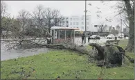  ??  ?? BLOWN AWAY: An uprooted tree in Birmingham after heavy winds of up to 72mph and persistent rain battered Britain.