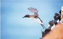  ?? Foto: imago/Blickwinke­l ?? Trottellum­men vor Helgoland