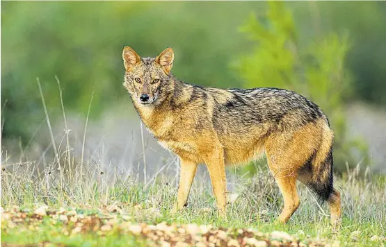  ??  ?? Der Goldschaka­l klingt ähnlich wie der Wolf – nur ein bis zwei Oktaven höher. Spielt man den Tieren über Megafon das typische Jaulen vor, dann antworten sie. Nur Einzelgäng­er bleiben still und sind echte Heimlichtu­er.