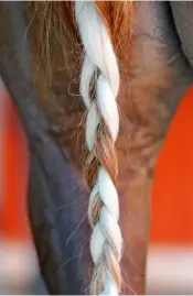  ??  ?? Les chevaux ont leur queue nattée pour les entraîneme­nts uniquement.