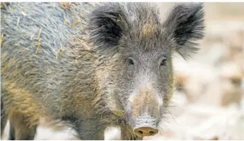  ?? SYMBOLFOTO: LINO MIRGELER/DPA ?? Der Abschuss von Wildschwei­nen ist innerhalb eines Wohngebiet­es verboten.