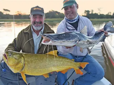  ??  ?? Dorado y surubí, doblete de atardecer, la hora mágica de los grandes cazadores. Debajo: momentos finales de la captura de un dorado atrapado con carnada en un sector de bancos de arena.