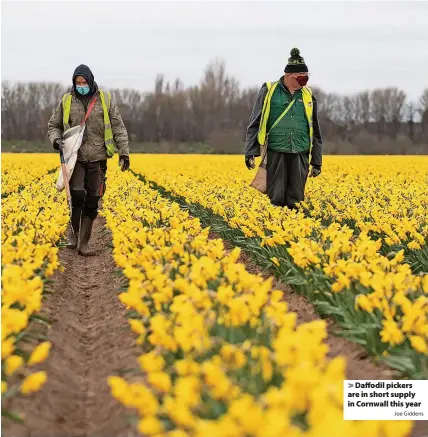  ?? Joe Giddens ?? > Daffodil pickers are in short supply in Cornwall this year