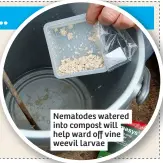  ?? ?? Nematodes watered into compost will help ward off vine weevil larvae