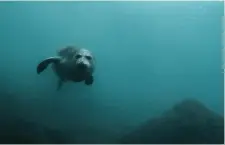  ?? ?? Bottom: Thanks to national and regional conservati­on efforts, the Mediterran­ean monk seal, which was considered “critically endangered” by the IUCN 20 years ago, has been downgraded to “endangered”