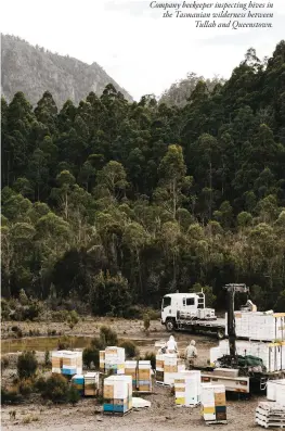  ??  ?? CLOCKWISE FROM LEFT: The distinctiv­e bloom of the leatherwoo­d tree; Each tier of a beehive contains eight to 10 frames that bees fill with honeycomb; A site with 16 hives can house up to 1.3 million bees. OPPOSITE: A Tasmanian Honey Company beekeeper...