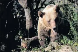  ?? / VICENZO PENTERIANI (CISC) ?? Un ejemplar adulto de oso pardo.