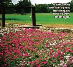  ??  ?? PEMANDANGA­N sawah tidak lagi hijau atau kuning, kini berwarna-warni
dengan bunga.