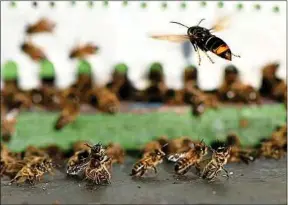  ??  ?? Certaines abeilles utilisent des excréments pour chasser les frelons.
