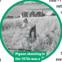  ??  ?? Pigeon shooting in the 1970s was a different affair