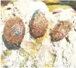  ??  ?? Picture shows plastic-rich balls of seagrass fibers beached in Mallorca Island.