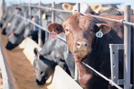  ?? NATI HARNIK/AP 2020 ?? Cattle occupy a feed lot in Columbus, Nebraska. Ranchers in at least four states are planning to open slaughterh­ouses.