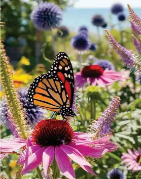  ?? Shuttersto­ck ?? For the most success, try to have plants blooming in all seasons. But even with plants blooming all season long, you will need a large area of flowers to attract butterflie­s.