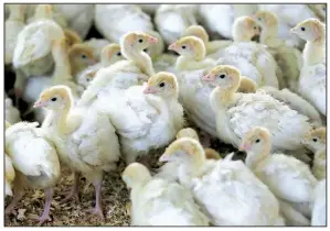  ?? AP/LM OTERO ?? Turkey poults are shown last week at Smotherman Farms near Waco, Texas. The farm is involved in a pilot project by Cargill’s Honeysuckl­e White brand that allows consumers to find out where the turkeys they buy were raised.