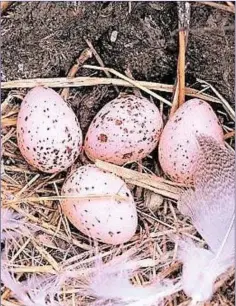  ??  ?? Swallows usually lay 4-5 white eggs with variable reddish-brown markings.