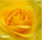  ??  ?? FRIESIA