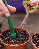  ??  ?? Use a dibber to insert the whole leaf stalk into the compost