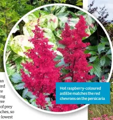  ??  ?? Hot raspberry-coloured astilbe matches the red chevrons on the persicaria