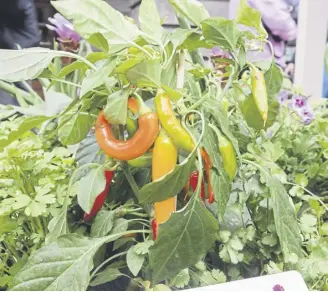  ?? ?? There are thought to be up to 4,000 varieties of chillies