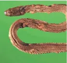  ?? D.E. GREEN/USGS NATIONAL WILDLIFE HEALTH CENTER ?? Northern water snake (Nerodia sipedon) with crusty and thickened scales overlaying raised blisters as a result of a fungal skin infection, captured from an island in western Lake Erie, Ohio, in August 2009.