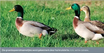  ?? FOTO: ANTON ODENDAL ?? Die groenkopee­ndmannetji­es word gekenmerk deur hul krulsterte.