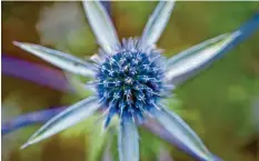  ?? Foto: David-Wolfgang Ebener, tmn ?? Edeldistel­n (Eryngium planum) mögen aufgrund starker Pfahlwurze­ln durchlässi­ge Böden ohne Staunässe.