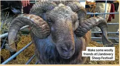  ?? ?? Make some woolly friends at Llandovery Sheep Festival!