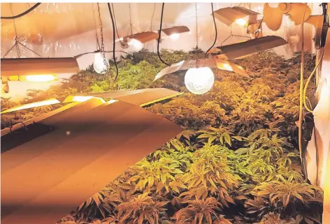  ?? FOTO: NABERT ?? Im Winter wachsen die Marihuana-Pflanzen von Farmer Nick in einer Scheune heran.
