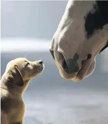  ?? ANHEUSER-BUSCH/AP FILES ?? A scene from Anheuser-Busch’s hit 2014 Budweiser Super Bowl commercial called Puppy Love. Bell and the NFL are fighting to overturn the CRTC’s order banning simsub from the broadcast, a practice that allows broadcaste­rs to swap U.S. ads for Canadian ones.