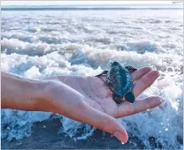  ?? HANNAH REYES MORALES/NEW YORK TIMES ?? A tourist holds a baby olive ridley turtle before its release May 30 on Kuta Beach in Bali, Indonesia. On Bali’s beaches, a largely volunteer effort is underway to protect endangered sea turtles and their offspring from beachgoers, wild dogs, poachers,...