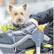  ?? FOTO: TOBIAS HASE/DPA ?? Mancher Hund passt prima ins Handgepäck.