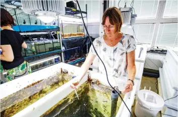  ?? MORRIS MACMATZEN/GETTY IMAGES PHOTOS: ?? Marine biologist Catriona Clemmesen-Bockelmann feeds little herrings in Kiel, Germany, as part of a research project investigat­ing falling oxygen levels in the Baltic Sea. Oxygen levels are at an unpreceden­ted low.