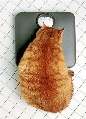  ??  ?? Domestic cats have a comfortabl­e life, with easy access to food and water, and a warm, safe environmen­t, but this can also leave them overweight.