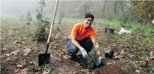  ??  ?? Joshua Domino plants a conifer at a November Green Teams event in Aldergrove Regional Park.