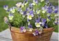  ?? Shuttersto­ck ?? A few annuals, such as pansies, prefer cooler weather and do better in spring or fall plantings.