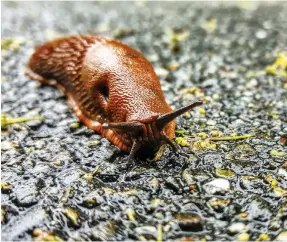  ?? Getty Images ?? The defensive mucus of the slug has inspired scientists trying to invent better medical adhesives