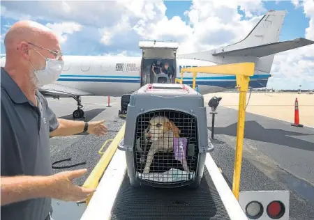  ??  ?? Bob Ansell, shelter services manager at Humane Society of Broward County, receives a dog from a flight with Greater Good Charities from storm ravaged Baton Rouge, Louisiana, on Saturday at National Jets in Fort Lauderdale. Over 80 cats and dogs arrived on the flight and were taken to the Humane Society of Broward County, Big Dog Ranch Rescue and Sarasota Humane Society facilities.