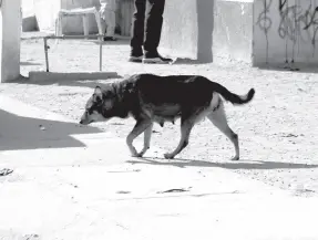  ??  ?? • Una gran cantidad de perros se pueden observar en calles de Nogales.