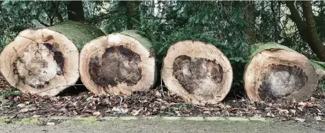  ?? FOTOS (2): C. KLEINAU ?? Überall im Selikumer Park erinnern dicke Stämme an die Forstarbei­ten der vergangene­n Monate.