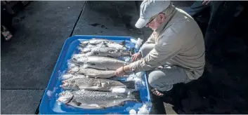  ?? DEAN RUTZ/THE SEATTLE TIMES/VIA AP ?? A man shows three of the farm-raised Atlantic salmon that were caught alongside four healthy Kings this week in Point Williams, Wash.