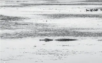  ?? PATRICK CONNOLLY/ORLANDO SENTINEL ?? An alligator rests in the marsh at Orlando Wetlands Park in Christmas on March 17, 2021.