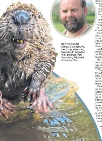  ??  ?? Beaver expert Derek Gow, above, and, top, releasing beavers in England with Environmen­t Secretary Michael Gove, centre