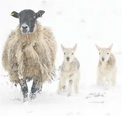  ?? Picture: PA. ?? The wintry weather is taking its toll on farms across Scotland.